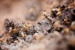 Termites cost treatment